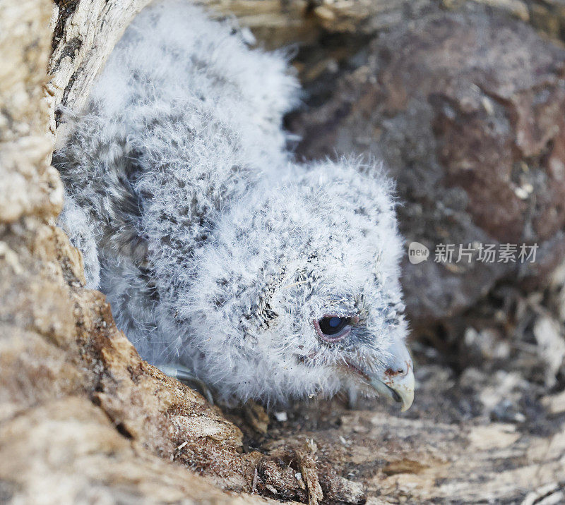 黄褐色猫头鹰(Strix aluco)年轻的鸟